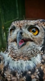 Close-up portrait of animal