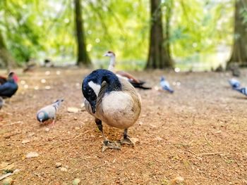 View of birds on land