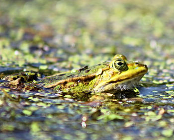 Close-up of frog swimming in water