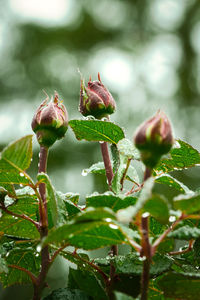 Close-up of buds on plant