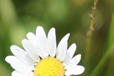 Close-up of white daisy flower