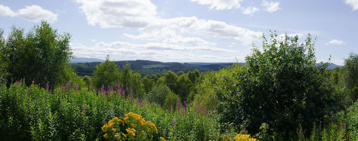 Plants and trees against sky