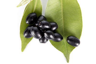 Directly above shot of fruits and leaves on white background