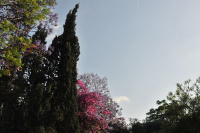 Low angle view of pink flowering trees against sky