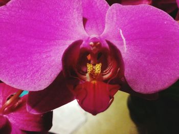 Close-up of pink orchid