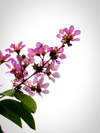 Close-up of pink flowers
