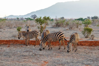 Zebra standing on field