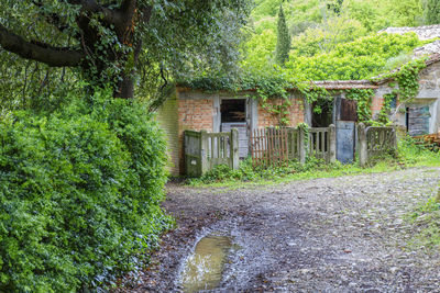 Plants growing outside house in forest