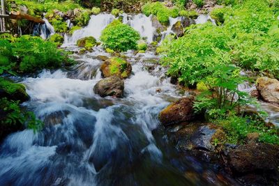 Scenic view of waterfall in forest