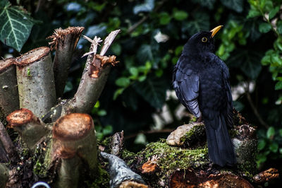 Close-up of bird perching on tree