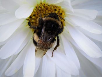 Close-up of bee pollinating on flower