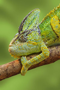 Close-up of chameleon branch