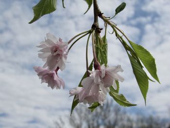 Close-up of cherry blossoms in spring