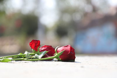 Close-up of red rose against blurred background