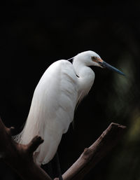 Close-up of bird perching outdoors