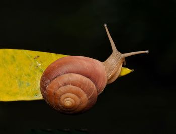 Close-up of snail against black background