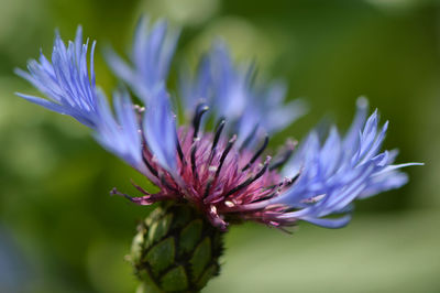 Close-up of purple flower blooming outdoors