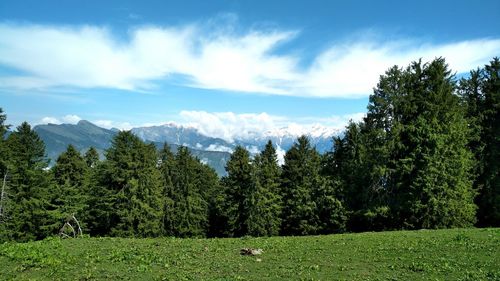 Trees on field against sky