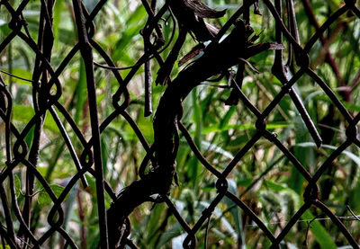 Full frame shot of chainlink fence