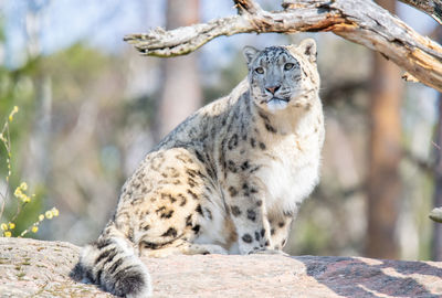 Portrait of cat relaxing in zoo