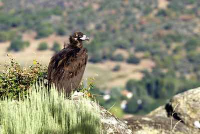 Bird perching on rock