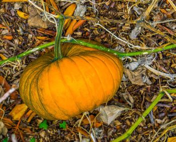 Orange pumpkins on field during autumn