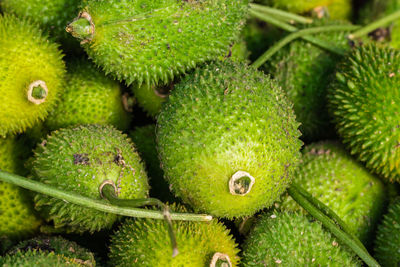 Fresh organic teasle gourd from farm close up from different angle