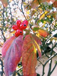 Close-up of red flowers