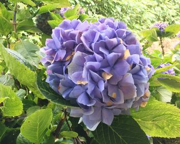 Close-up of purple flowers blooming outdoors