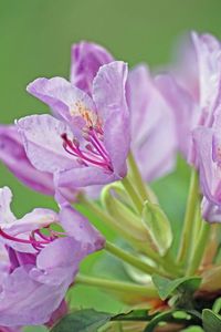 Close-up of pink flowers