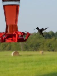 Bird flying in a field