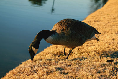 Side view of a bird