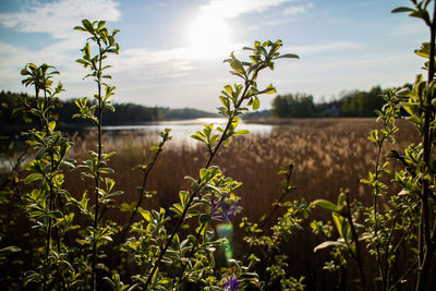 Close-up of plants growing on field against sky