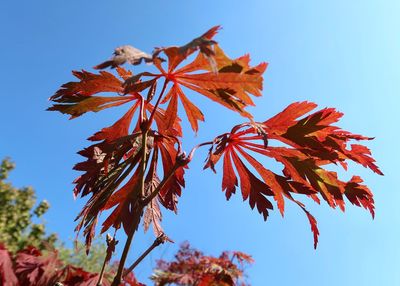 Low angle view of maple leaves against blue sky
