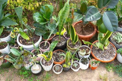 High angle view of potted plants