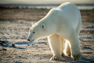 Polar bear bends to stare on tundra