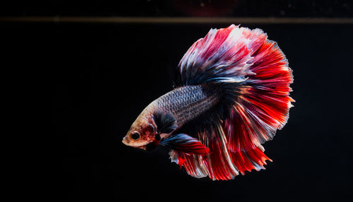 Betta or fight fish are beautifully colored in close-up view used for baking pictures and background 