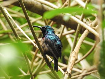 Close-up of bird perching on branch