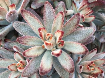 Close-up of cactus plant