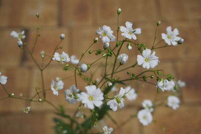 Close-up of fresh white flowers blooming in tree