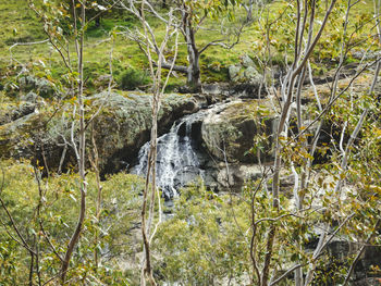 Stream flowing in forest