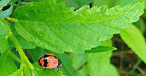 Close-up of ladybug on leaf