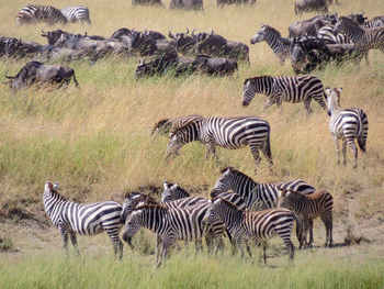 Zebras and wildebeest in field