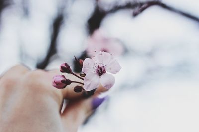 Close-up of flowers