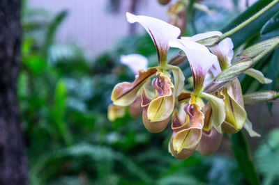 Close-up of wilted flower plant