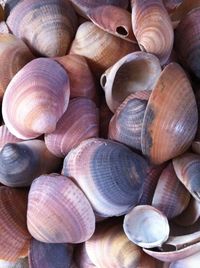 Detail shot of shells