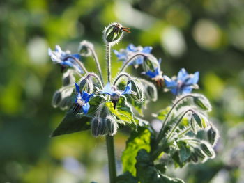 Close-up of purple flowering plant