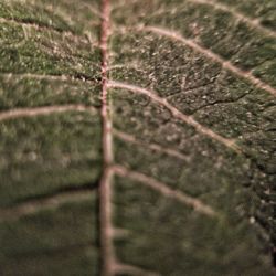 Full frame shot of leaf