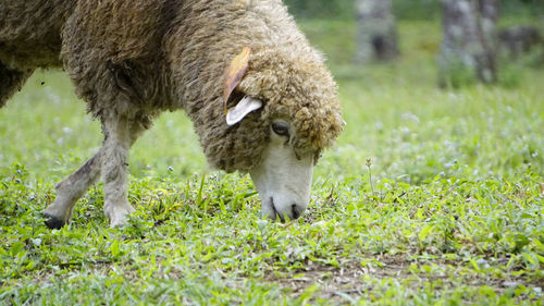 Sheep grazing in a field