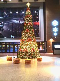 Close-up of illuminated flowers